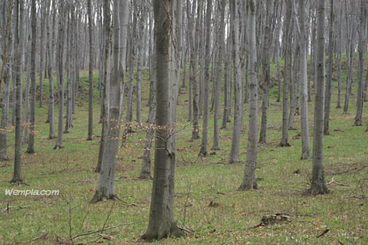 European beech (Fagus sylvatica)